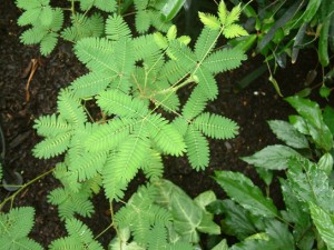 The Mimosa pudica is a plant with many tiny leaves.