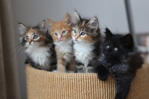 Four kittens with coats of various colour - black only, orange and white mixed and with different patterining.