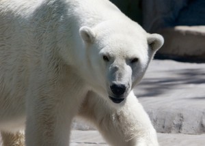White, furry polar bear.