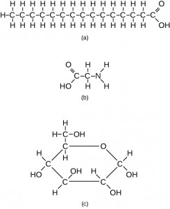 Stearic acid, Glycine and Glucose molecule.
