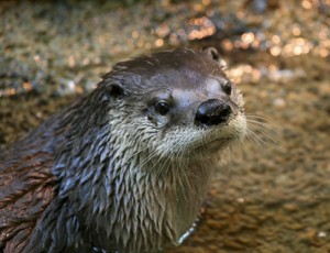 River otter.