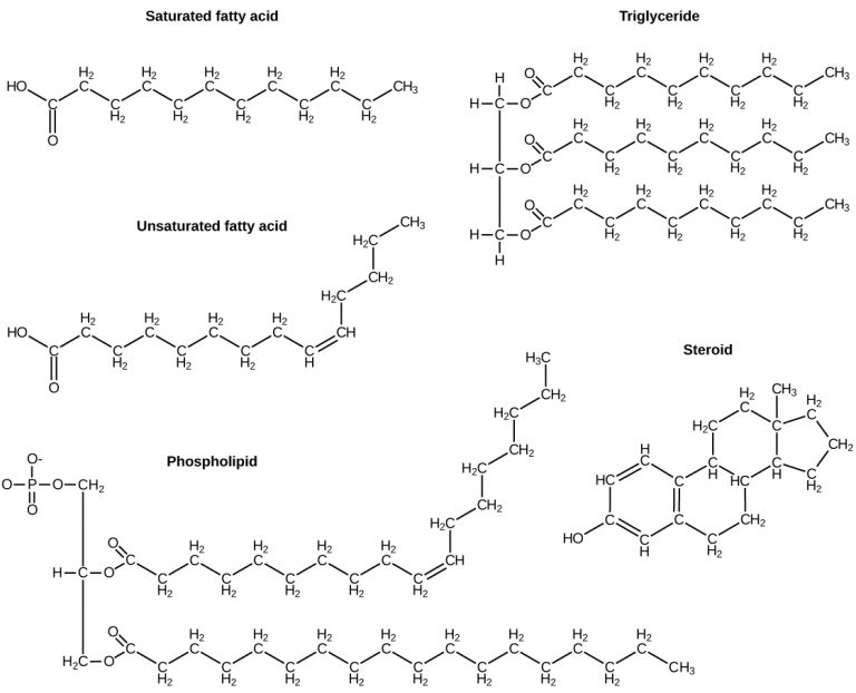 Molecular diagrams for saturated/unsaturated fats, such as triglycerides, phospholipids, and steroids.