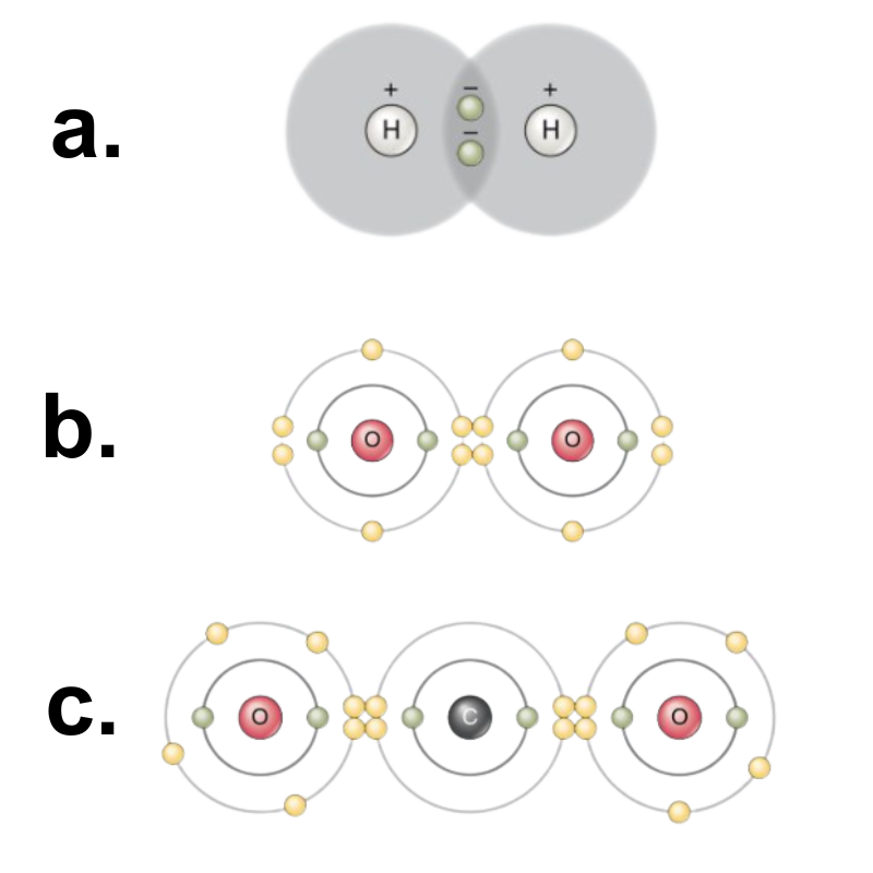 a. A single covalent bond: hydrogen gas (H—H). b. A double covalent bond: oxygen gas(O=O). c. Two double covalent bonds: carbon dioxide (O=C=O).