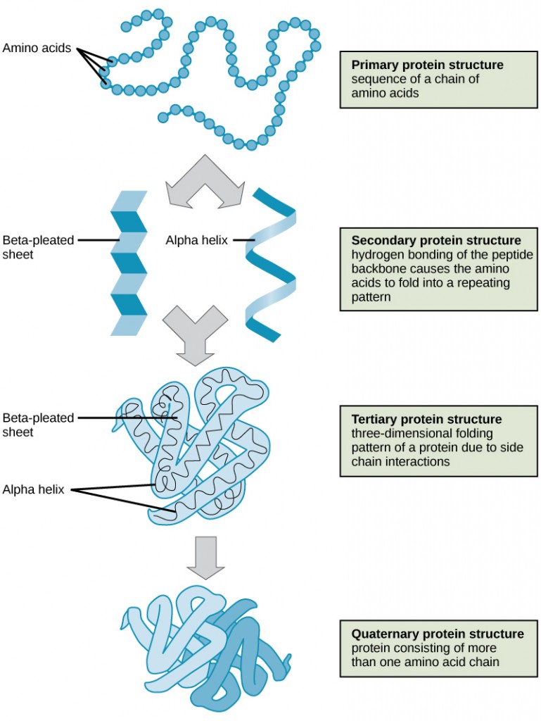 The four structures of protein: Primary, secondary, tertiary and quaternary.