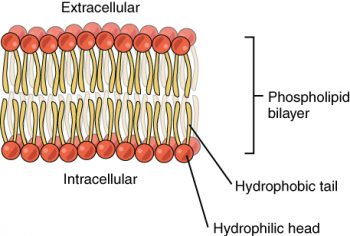 Phosopholipid bilayer made up of phospholipds lined up tail to tail.