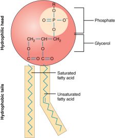 Phospholopid consists of a hydrophilic head and hydrophobic tails (Saturated and unsaturated fatty acid)