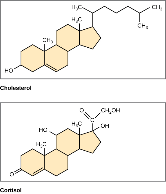 Cholestrol and Crotisol molecules.