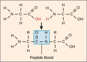 Molecule depiction of peptide bond formation