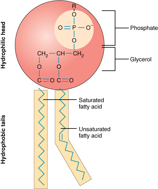 Phospholipid molecule with a hydrophilic head and two hydrophobic tails.