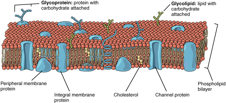 Plasma membrane with embedded molecules: Glycolipid, Glycolipid, Cholesterol, Channel Protein, Peripheral & integral proteins