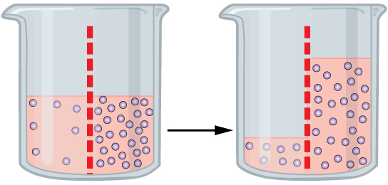 Movement of a liquid across a semi-permeable in a beaker.