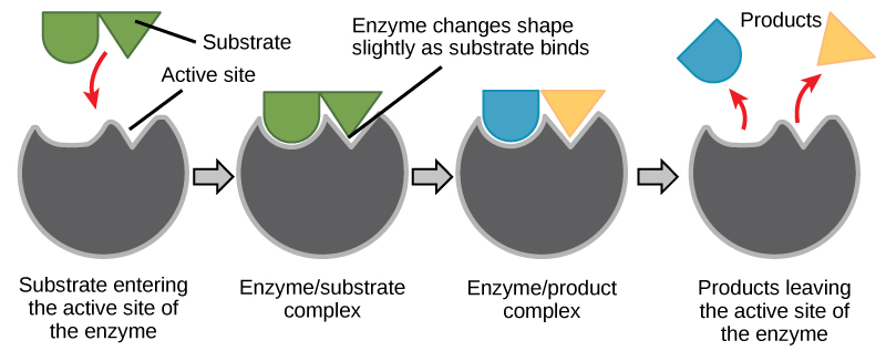 The enzyme-substrate interaction process.