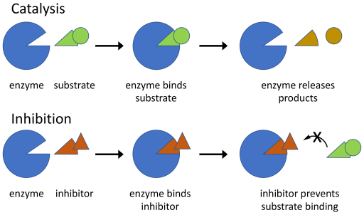 Catalysis and Inhibition, using a simplified enzyme-substrate model.
