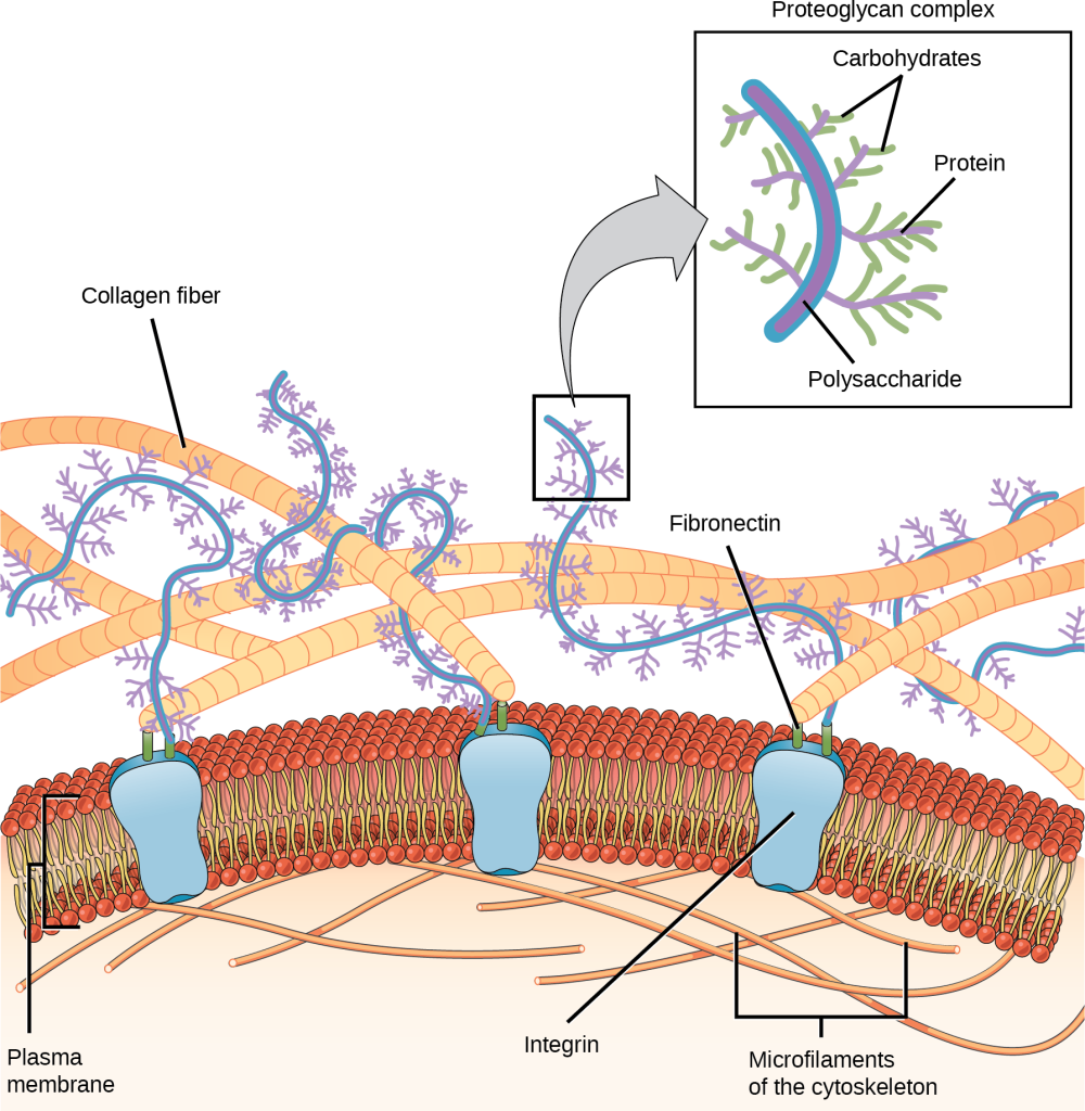 extracellular matrix: collagen fiber, plasma membrane, integrin, microfilaments, fibronectin, proteoglycan complex