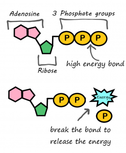 ADP into ADP: The breaking of the high energy bond to release the energy.