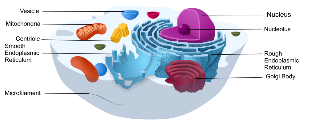 Additional labels: Pili, Plasmid, Ribosomes, Cytoplasm, Plasma membrane, Cell wall, Capsule, Nucleoid (circular DNA) and Bacterial Flagellum.