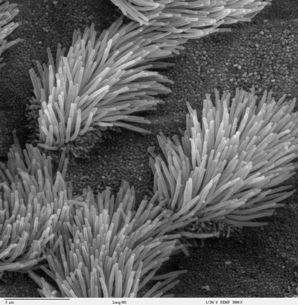 Cilia under a microscope