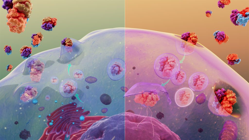 Exocytosis and endocytosis.