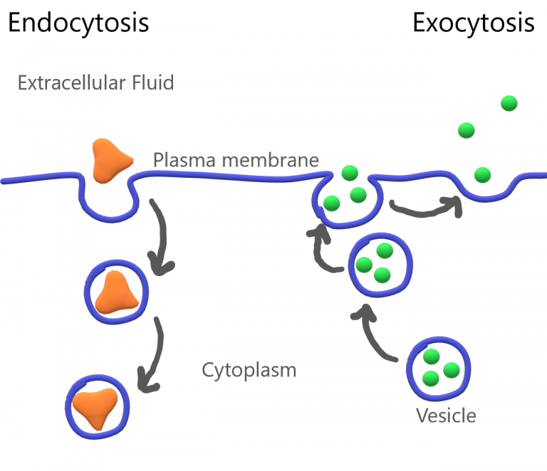 Diagram of endocytosis and exocytosis