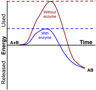 A graph comparing the activation energy of a chemical reaction with and without an enzyme.