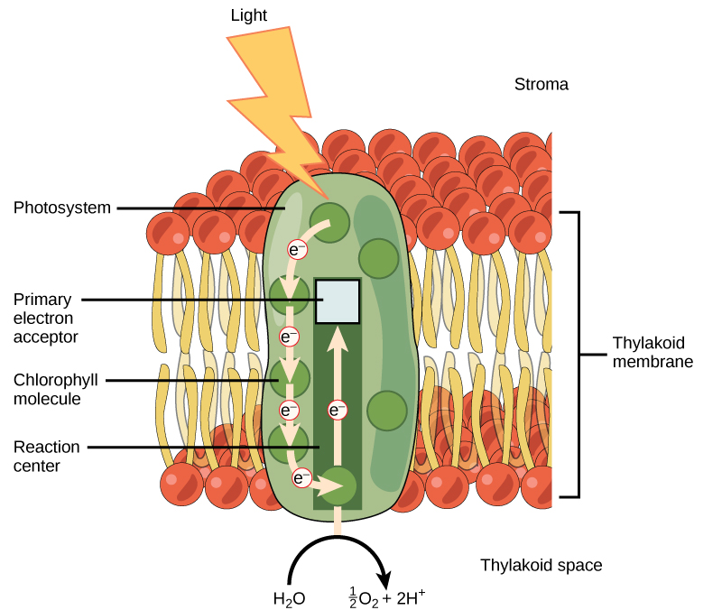 First stage of photosynthesis that occurs in the thylakoid membrane.