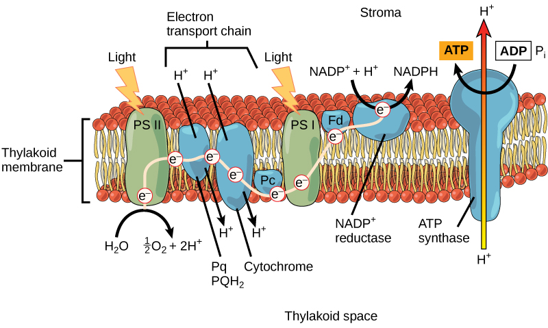 Components involved in the light reaction.