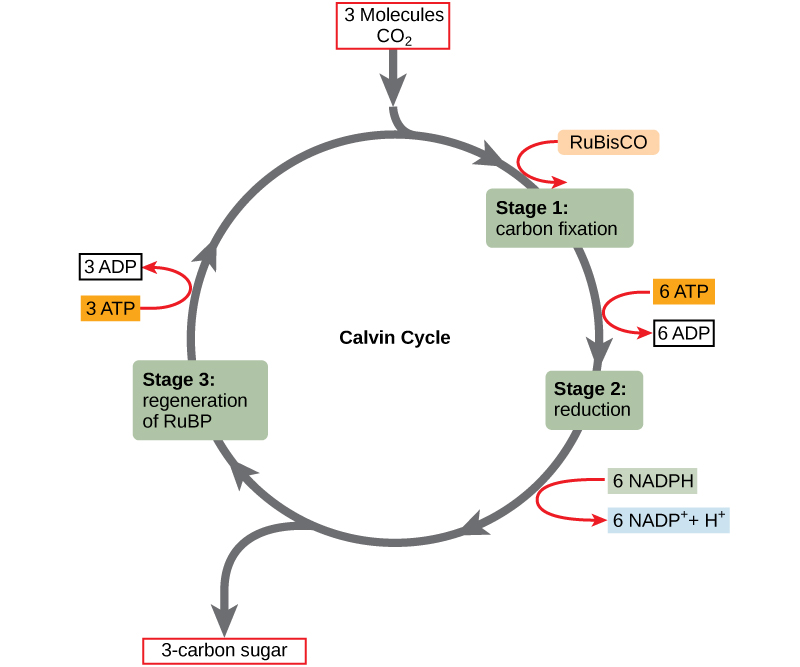 Showing the Calvin Cycle as described in the surrounding text.