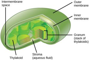 Chloroplast shows the outer membrane, inner membrane, thylakoids, grana, and stroma