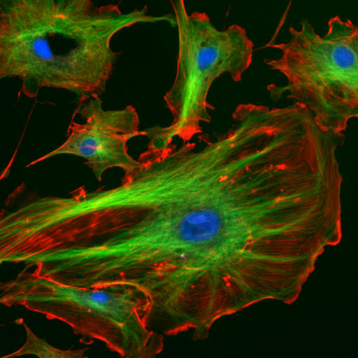 Filaments and tubules of the cytoskeleton.