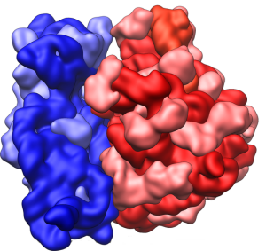 Ribosome Shape subunits shown with red and blue colours
