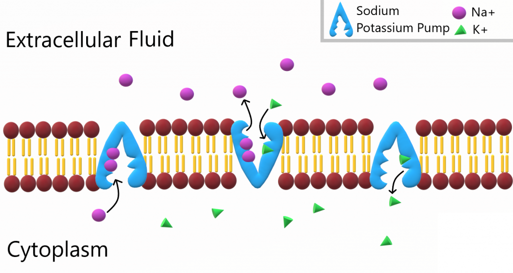 The sodium-potassium pump moving Na+ out and K+ in