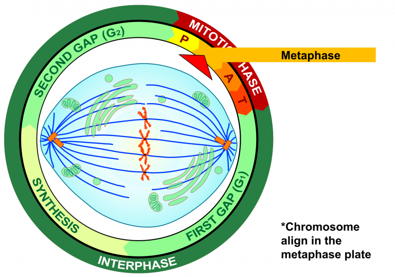 Chromosome align in the metaphase plate.