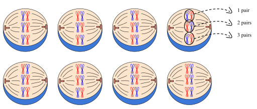 the alignment of 3 pairs