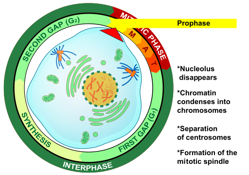 Nucleolus disappears, chromatin condenses into chromosomes, separation of centrosomes, formation of the mitotic spindle.