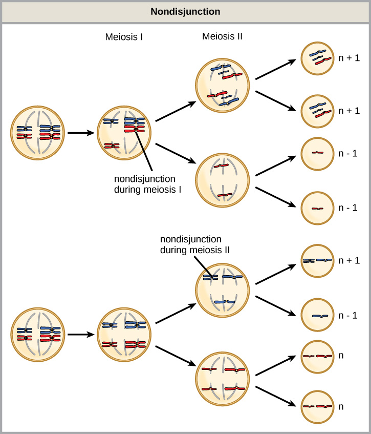 Figure 7.4.9 Nondisjunction
