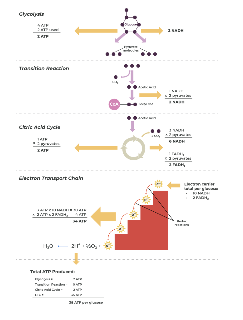 Stages of cellular respiration.
