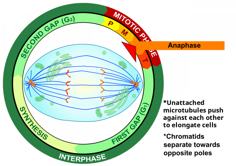 Unattached microtubules push against each other to elongate cells. Chromatids separate towards opposite poles.