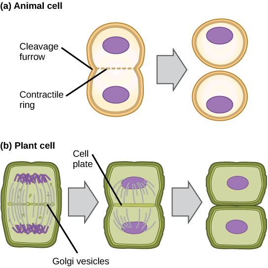 Comparison of cytokinesis in an animal and plant cell.