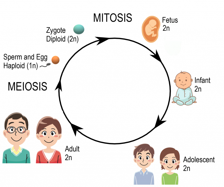 Sexual reproduction process showing meiosis and mitosis
