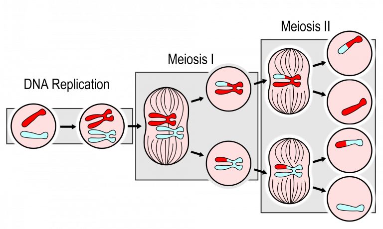 Overview of Meiosis process with dna replication and the 2 stages