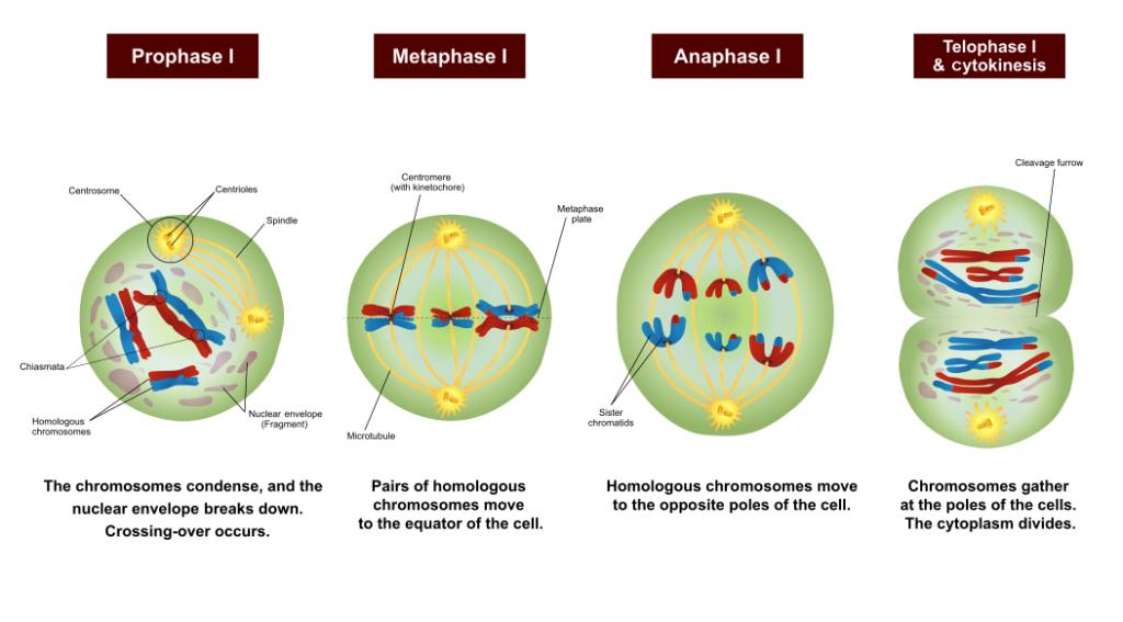 4 phases of meiosis. See image description