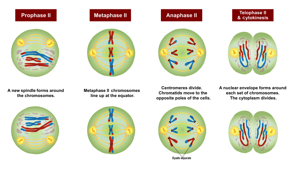 Figure 7.4.4 Meiosis II