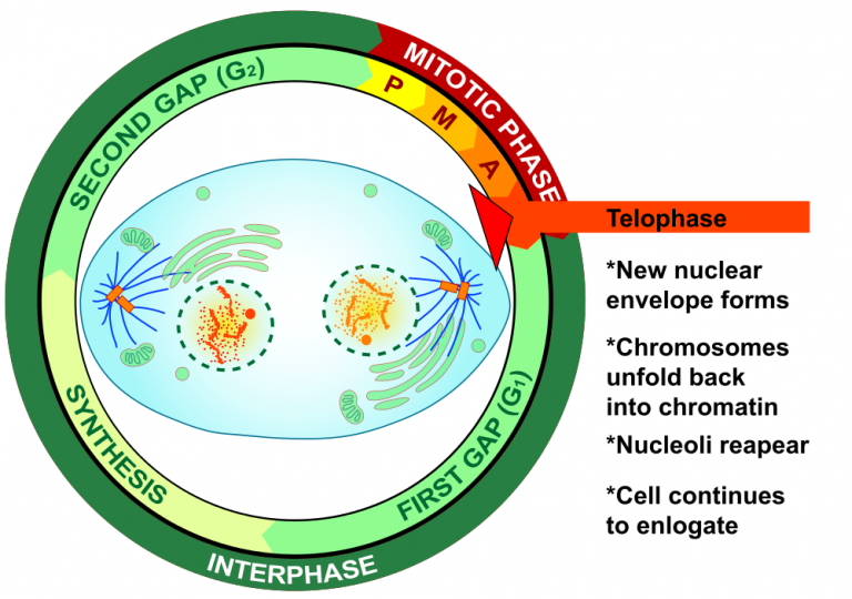 New nuclear envelope forms. Chromosomes unfold back into chromatin. Nucleolie reappear, Cell continues to enlogate.