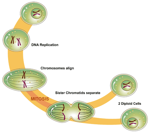 Mitosis cycle of a eukaryote cell.