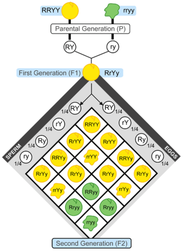 Figure 8.1.5 Description below
