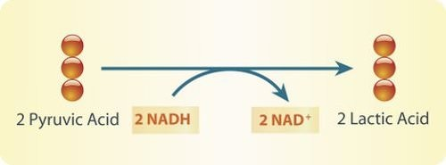 Lactic Acid Fermentation Formula