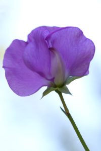 Purple pea flower