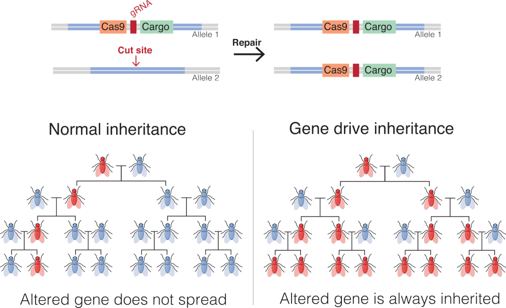 The difference between normal inheritance & gene drive inheritance