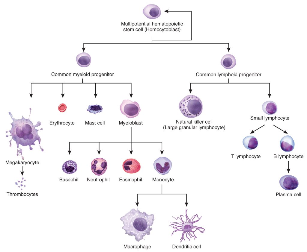 hematopoiesis