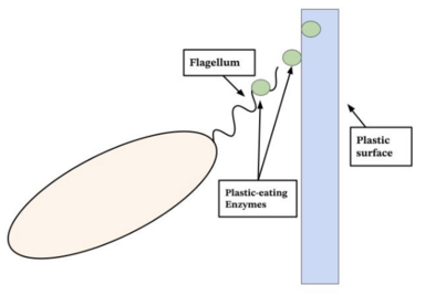 line drawing of bacteria connecting with plastic surface